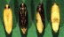 pupae on green background.