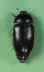 adult on green background.
