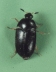 adult on green background.