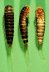 larvae on green background.