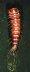 larva on dark background.