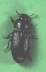 adult on green background.