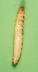 larva on green background.