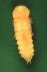 pupa on green background.