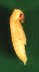 pupa on green background.