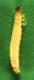 larva on green background.
