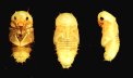 pupae on black background.