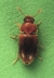 adult on green background.