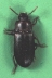 adult on green background.