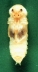 pupa on green background.