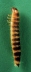 larva on green background.