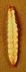 larva on brown background.
