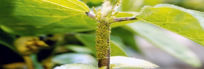 Soybean aphid sucks sap from the plant