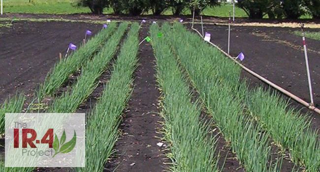 A picture of green onions growing in the field