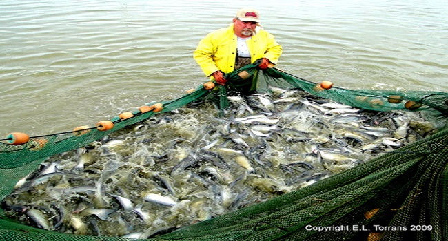 Hybrid catfish harvested as two-pound food fish one year after fingerlings were stocked