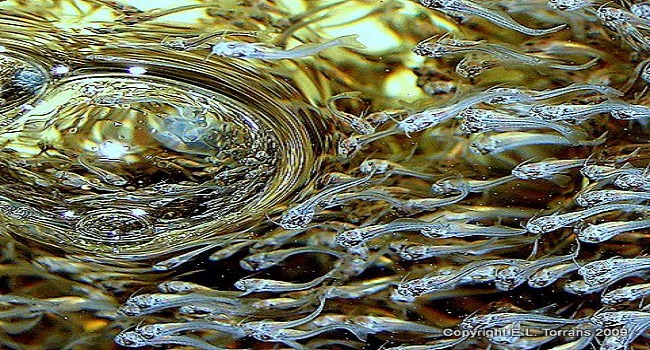 Catfish swim-up fry in hatchery
