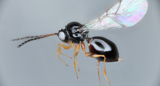 A photograph of a microparasitic wasp, Leptopilina japonica.