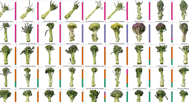 Image of broccoli diversity

From landrace to modern hybrid broccoli: the genomic and morphological domestication syndrome within a diverse B. oleracea collection. Zachary Stansell & Thomas Björkman 
Horticulture Research volume 7, Article number: 159 (2020)

https://rdcu.be/cpVh5