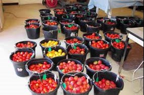 /ARSUserFiles/80600500/Crops/Tomato/tomatoharvest.jpg