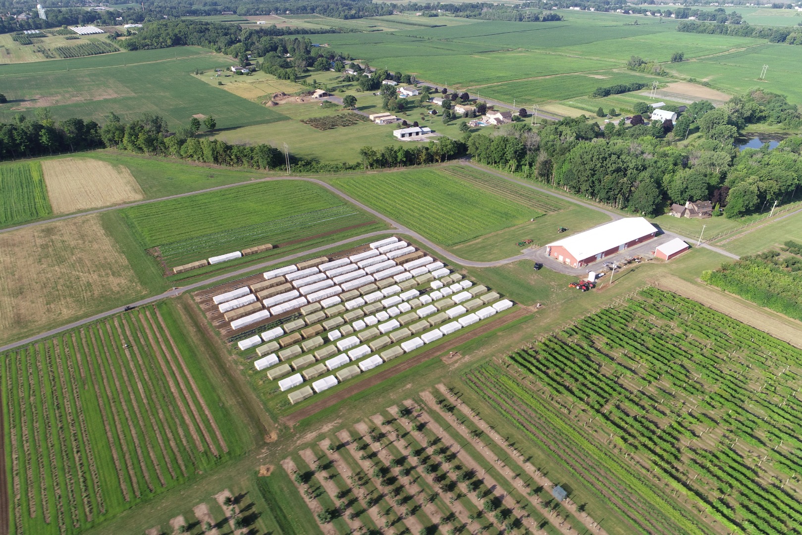 A drone image of vegetable seed regeneration efforts at the PGRU in Geneva NY. Plants are grown in large nylon mesh cages to exclude pollinators.