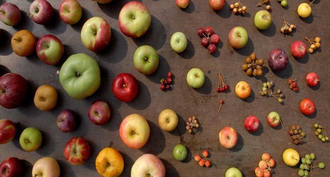 Apple fruit diversity