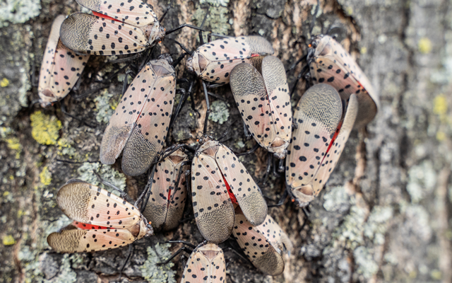 /ARSUserFiles/oc/DOF/apr25/GettyImages-1334543278(SpottedLanternfly)-640.png