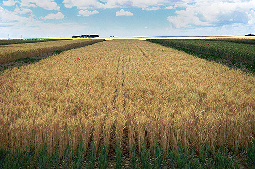 A field of winter wheat.