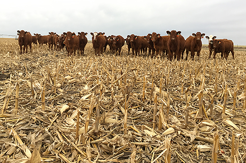 Cows in a field of corn stover
