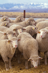 Photo: Flock of sheep. Link to photo information
