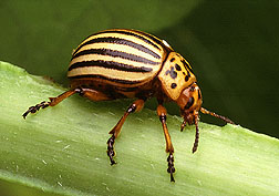 Colorado potato beetle: Link to photo information