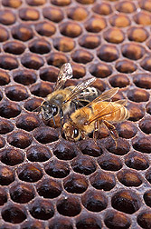 An Africanized honey bee (left) and a European honey bee on honeycomb. Link to photo information