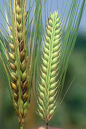 Photo: Healthy scab-resistant barley (right) and susceptible barley showing symptoms of the disease (left). Link to photo information