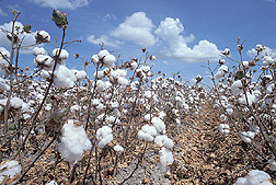 Cotton: Link to photo information