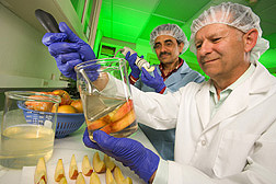 Robert Saftner and Arvind Bhagwat process and assay the cut-surface color of freshly sliced Fuji apples. Link to photo information