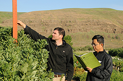 ARS scientists measure faba bean plant