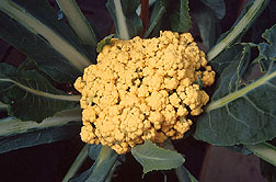 Orange cauliflower: Link to photo information