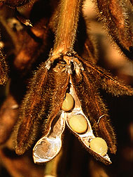 Photo: Mature soybeans.