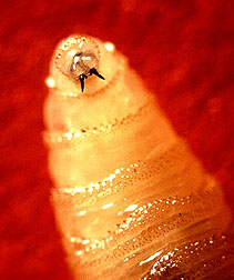 Screwworm: Link to photo information