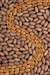 Photo: Pecans. Link to photo information
