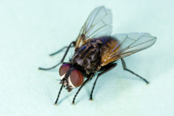 Photo: House fly (Musca domestica). Link to photo information