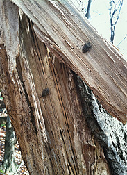 Photo: Brown marmorated stink bugs on the bark of a dead tree. Link to photo information