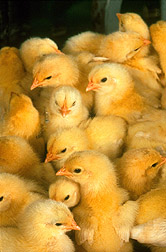 Baby chicks: Link to photo information