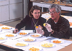Photo: Geneticist Janice Bohac and technician John Fender compare chips made from USDA sweetpotato breeding lines. Link to photo information