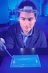 Photo: Examining an electrophoresis gel, zoologist Benjamin Rosenthal identifies fragments of genes isolated from related species of parasites. Link to photo information