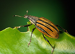 Adult Diaprepes root weevil. Link to photo information