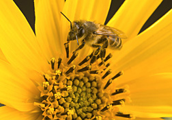 A bee gathering pollen and nectar from a helianthus flower