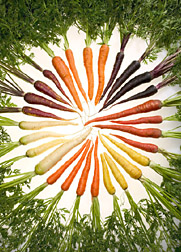 Photo: Carrots of different colors arranged in a circle. Link to photo information