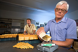 Blair Goates and Harold Bockelman weigh and package small seed samples. Link to photo information