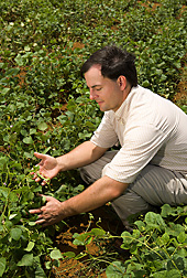 Tim Porch examines bean pods. Link to photo information