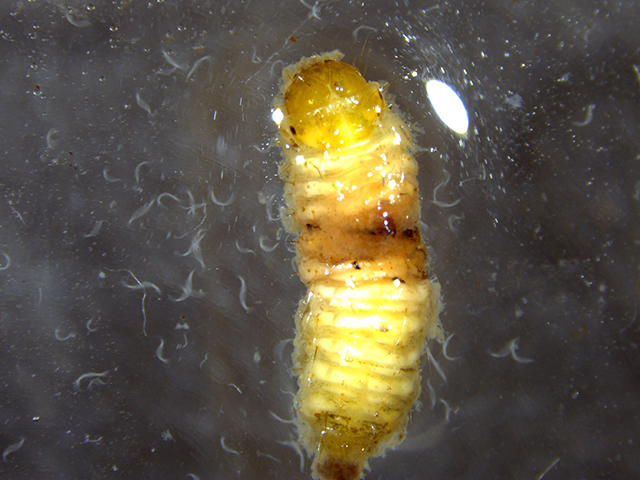 nematode